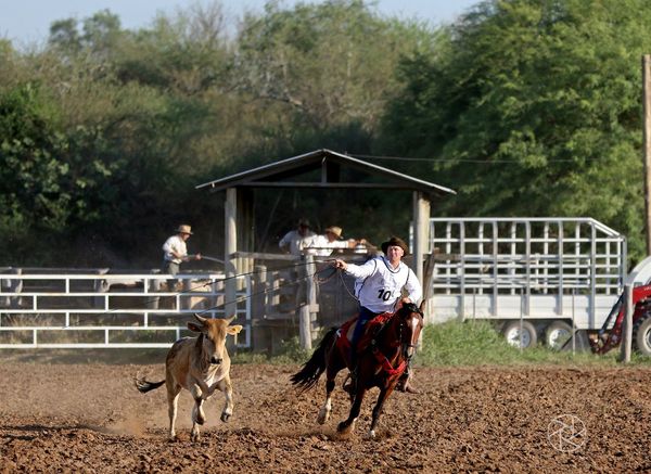 Doma y Lazo de Caballos Criollos