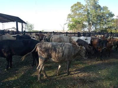 Prosigue incautación de vacunos presuntamente robados en Caapucú - Nacionales - ABC Color