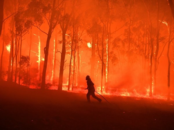 Los koalas se enfrentan indefensos a los incendios en Australia