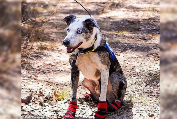 La asombrosa labor de un perro en los incendios de Australia