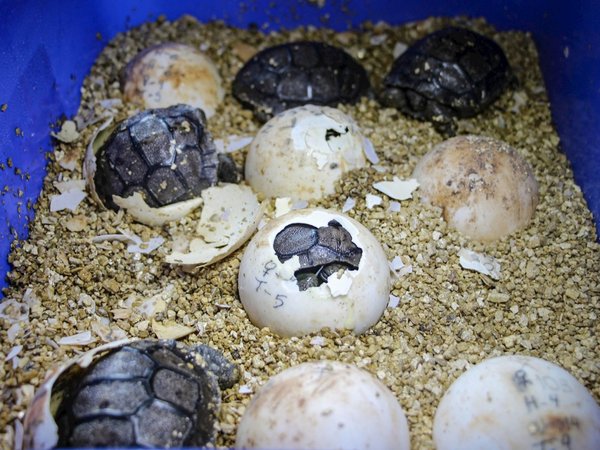 Una veintena de tortugas abandonan la incubadora en proyecto en las Galápagos