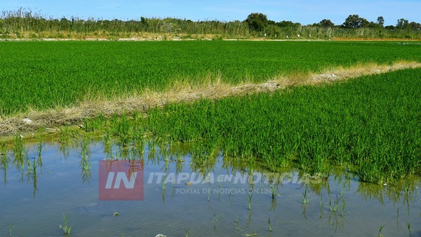 ARROCEROS AGUARDAN EXPLOTACIÓN DE LA CUENCA DEL PARANÁ