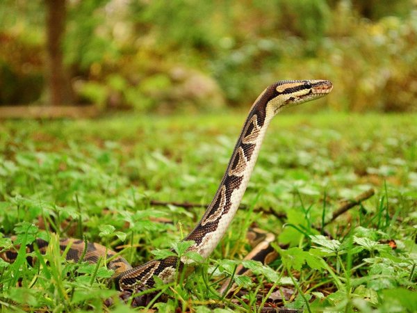 Las serpientes tuvieron patas posteriores en sus primeros 70 millones de años