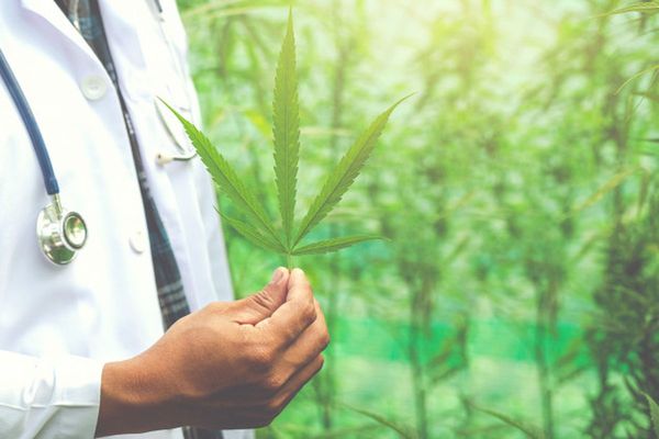 La UNA abre debate sobre uso medicinal del cannabis