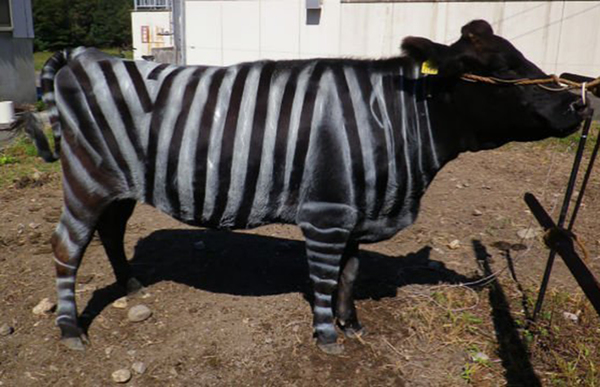 Científicos pintan vacas como cebras como alternativa sostenible a pesticidas » Ñanduti