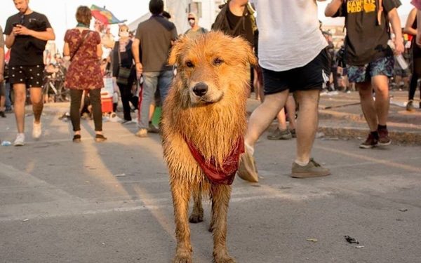 Rucio Capucha, el perrito guerrero que vivió las duras protestas en Chile