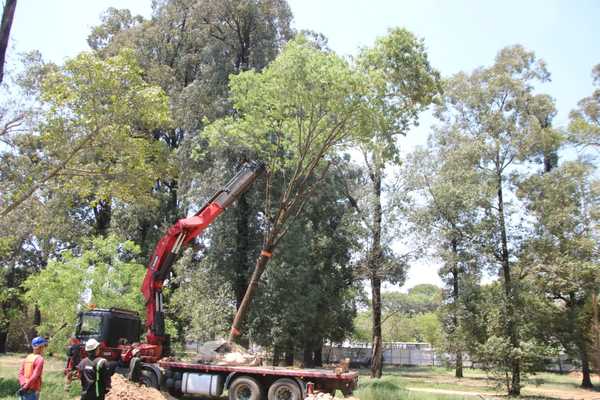 Un Tajy de 12 metros es el árbol número 100 que fue trasladado