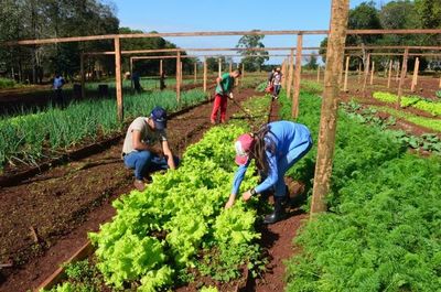 Escuela Agrícola Caazapá: denuncian que director amenaza y utiliza a estudiantes