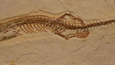 Las serpientes tuvieron patas posteriores en sus primeros 70 millones de años - Ciencia - ABC Color