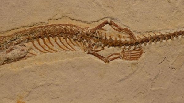 Las serpientes tuvieron patas posteriores en sus primeros 70 millones de años - Ciencia - ABC Color