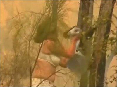 El heroico rescate de un koala en medio del incendio que vive Australia