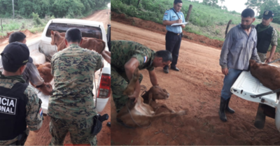 POLICÍA RECUPERA VACAS DENUNCIADAS COMO HURTADAS