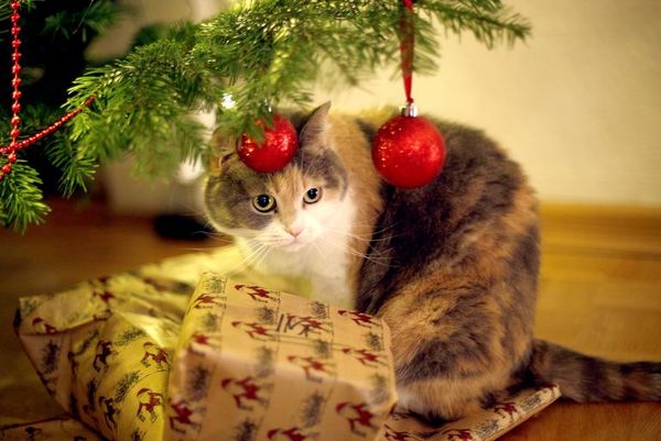 No deje solo al gato con cintas de regalo - Nacionales - ABC Color