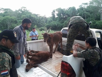 RECUPERAN VACUNOS HURTADOS