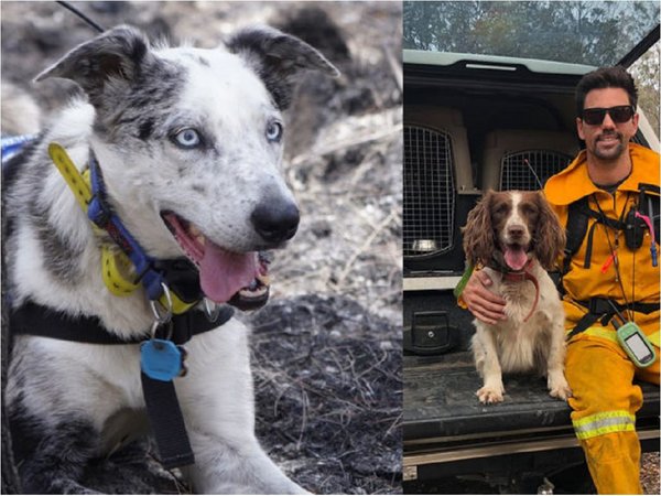 Bear y Taylor, los perros rescatistas que salvan Koalas en los incendios