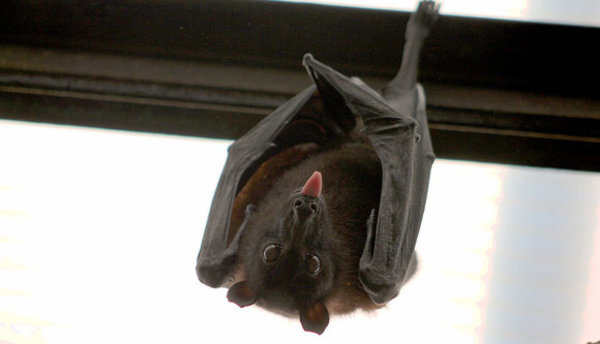 Salud Pública recomienda no tocar a los murciélagos para evitar accidentes | .::Agencia IP::.