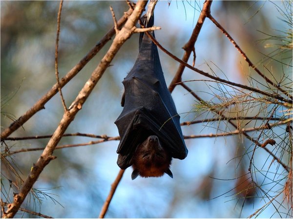 Salud recomienda precauciones y evitar contacto con murciélagos