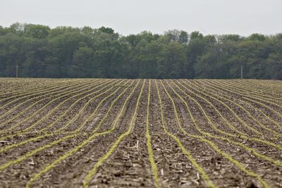 Soja: proyectan una difícil zafra para 2020