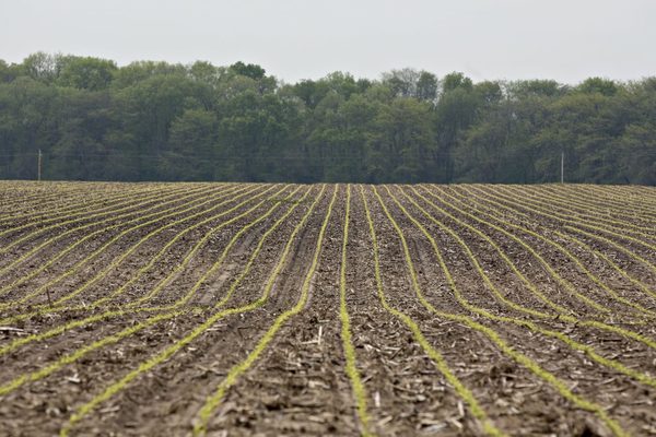Soja: proyectan una difícil zafra para 2020