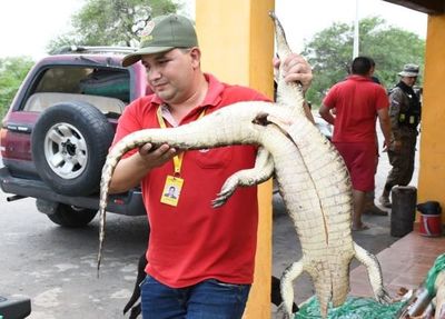 Caza ilegal: detienen vehículo con yacarés, venado y carpincho