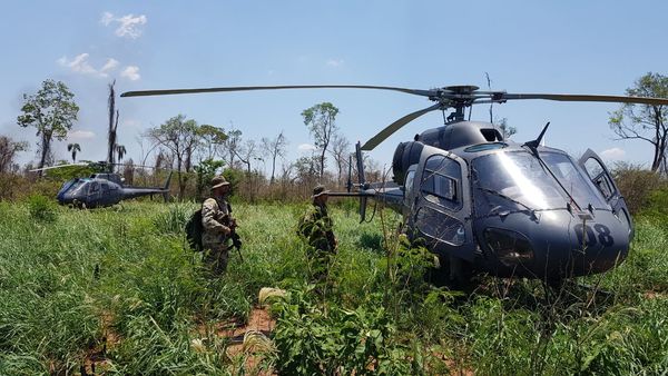 “Nueva alianza XXI” anula unas 500 toneladas de marihuana en Pedro Juan Caballero | .::Agencia IP::.