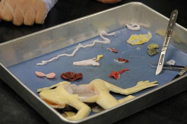 Una escuela de Florida, la primera en usar ranas sintéticas para disección - Ciencia - ABC Color