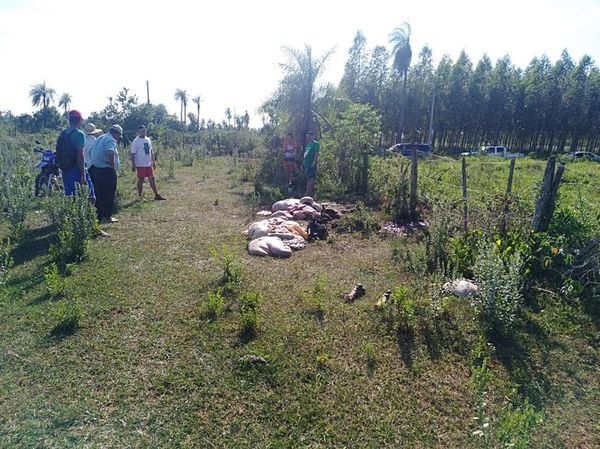 Cuatreros faenan dos vacas preñadas en Carapeguá - Nacionales - ABC Color