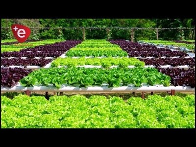 MINISTRO DE AGRICULTURA DESTACA LA PRODUCCIÓN EN ITAPÚA