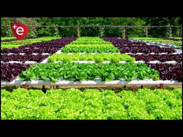 MINISTRO DE AGRICULTURA DESTACA LA PRODUCCIÓN EN ITAPÚA