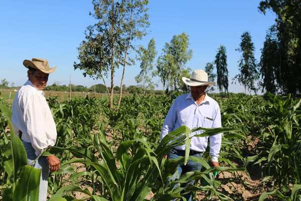 Ñeembuqueños destacan excelente crecimiento de la producción de maíz - Digital Misiones