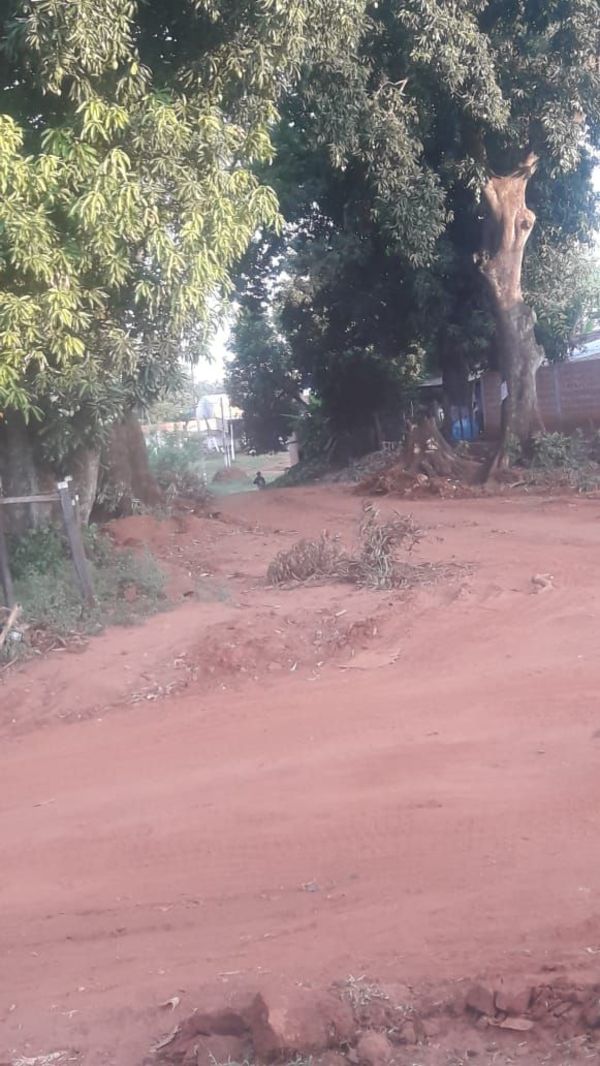 Tala de añoso árbol de mango enfrenta a vecinos de J. Augusto Saldívar - Nacionales - ABC Color