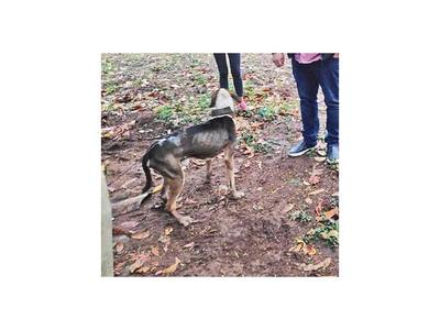 Perros atados: La  denuncia de maltrato animal más frecuente