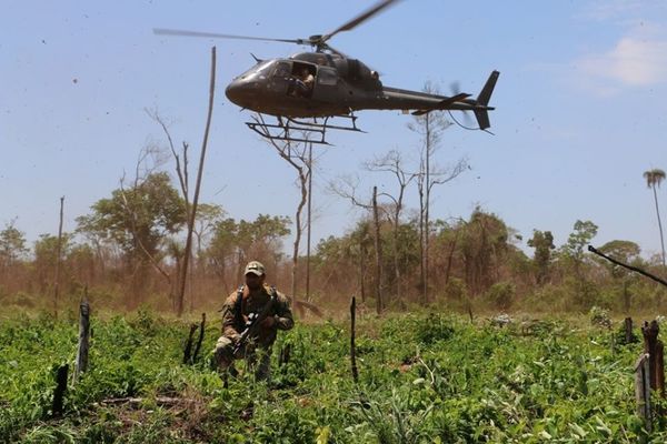 Operativo anuló 500 toneladas de marihuana en Amambay - ADN Paraguayo