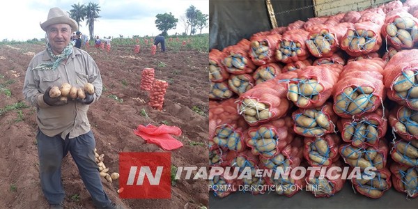 ANUNCIAN PRODUCCIÓN EXTENSIVA DE PAPA EN EL PAÍS