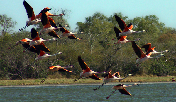 Paraguay será sede de mundial de observación de aves en el 2022 | .::Agencia IP::.