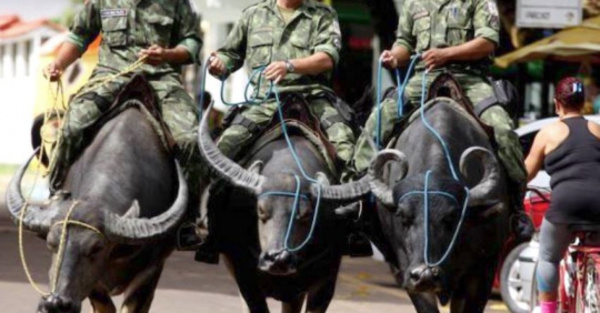 Milicos rapai patrullan sobre ¡enormes búfalos!