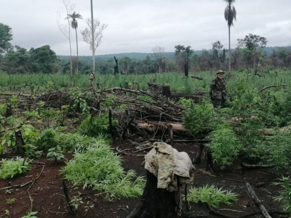 En Itapúa apuntan a la producción de cáñamo  en  zonas marihuaneras