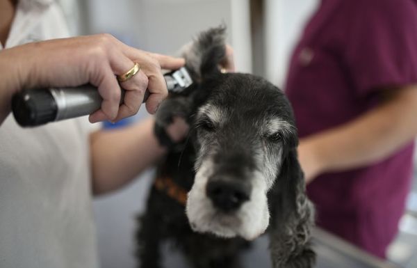 Un perro adulto necesita buena alimentación y ejercicio - Mascotas - ABC Color