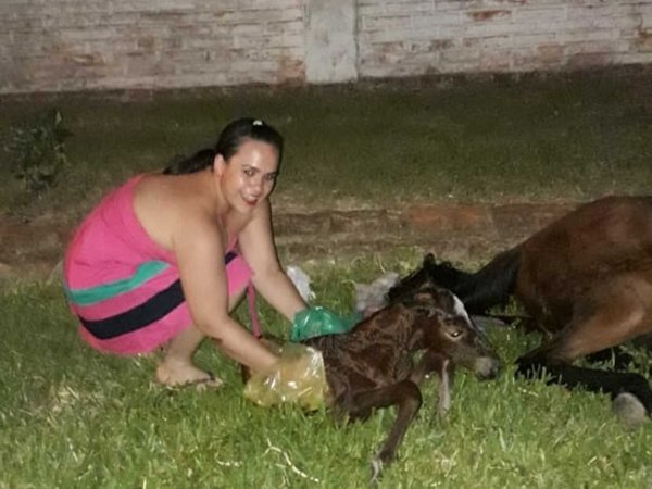 Obstetra ayudó a una yegua callejera a parir