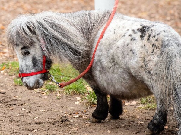 Bombel, el caballo más pequeño del mundo