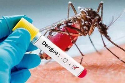 Crean un test para detectar el dengue con una nueva estructura de ADN - Ciencia - ABC Color