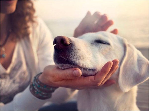 Un hombre murió tras ser lamido por su perro