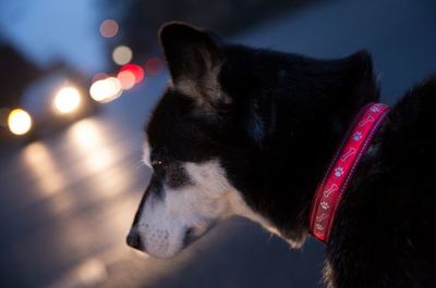 Oscuridad: Algunos consejos para dueños de perros - Mascotas - ABC Color