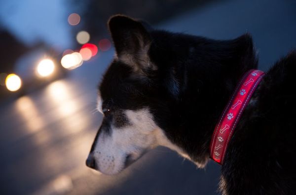 Oscuridad: Algunos consejos para dueños de perros - Mascotas - ABC Color