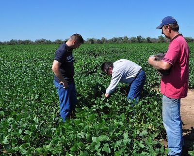 La carencia de humedad genera preocupación en el sector sojero