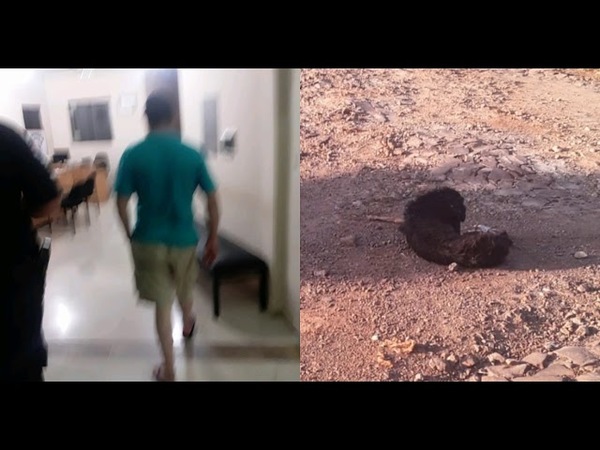 DETIENEN A HOMBRE POR BRUTAL MALTRATO A UN PERRO EN ARROYO PORA