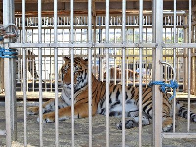 Tres tristes tigres son trasladados a una reserva tras sufrir en un circo
