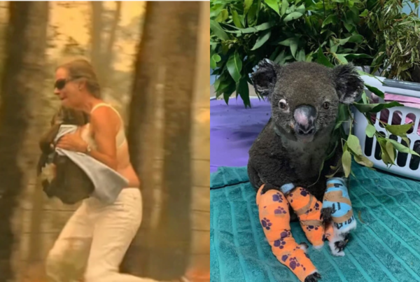 Murió Lewis, el koala que había sido rescatado por una valiente mujer