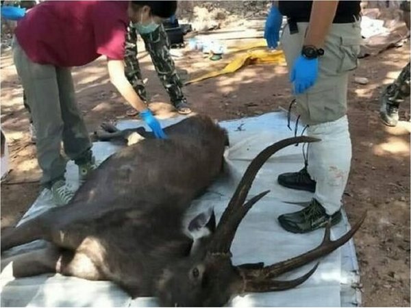 Un ciervo muerto a causa de los desechos de plástico