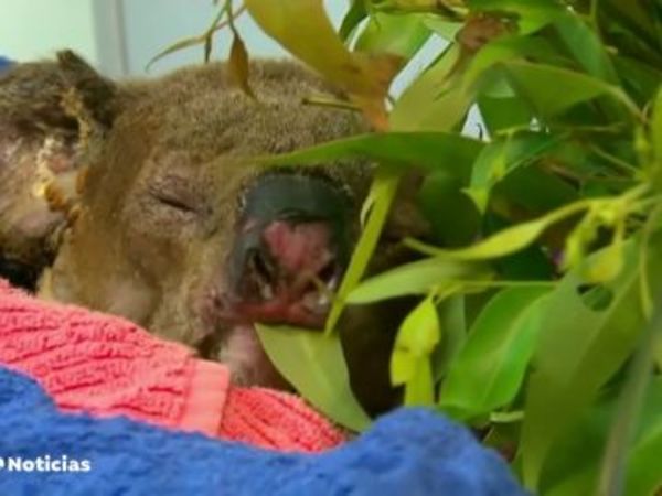 Fallece el koala rescatado durante los feroces incendios de Australia » Ñanduti